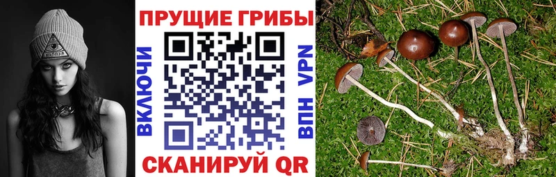 Галлюциногенные грибы Psilocybine cubensis Пудож